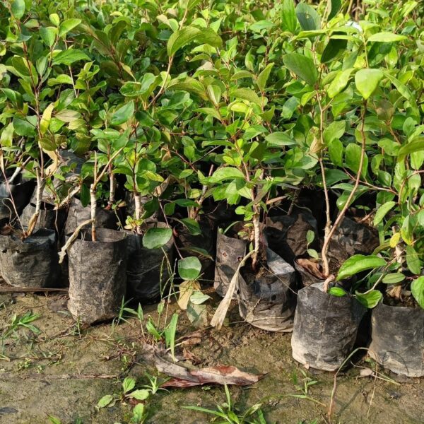 Seeds All Time Red Apple Ber Plant