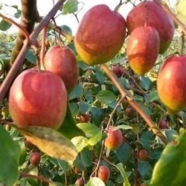 Seeds All Time Red Apple Ber Plant