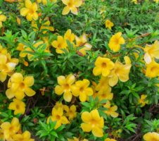 Seeds Allamanda Flower Plant