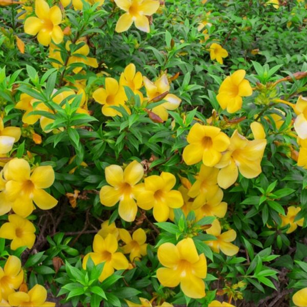 Seeds Allamanda Flower Plant