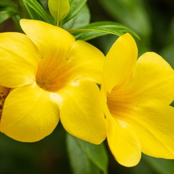 Seeds Allamanda Flower Plant