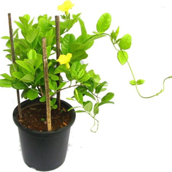 Seeds Allamanda Vines Live Flower Plant with Pot (Pack of 1)