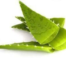 Seeds Aloevera Plant Leaves