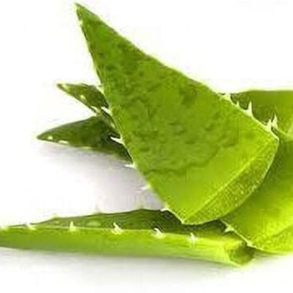 Seeds Aloevera Plant Leaves
