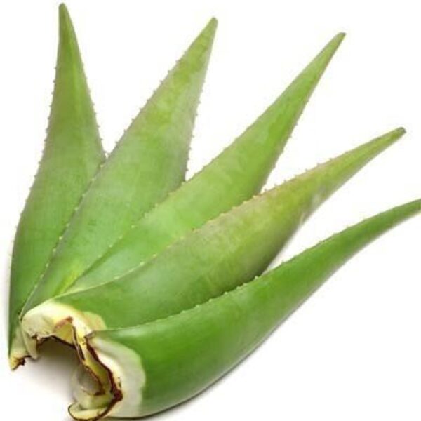 Seeds Aloevera Plant Leaves