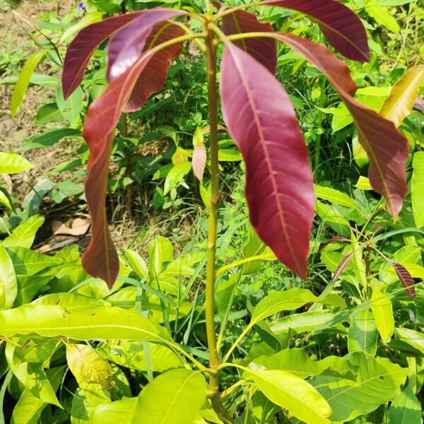 Seeds Alphonso Langda Chousa