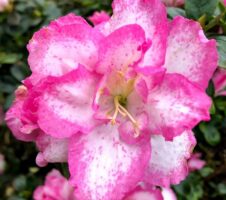 Seeds Azelia Flower Plant