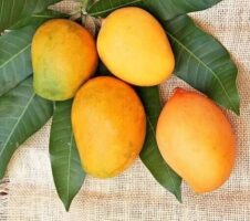 Seeds Badami Mango Plants Hybrid and Dwarf Variant