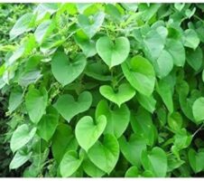 Seeds Beautiful Giloy/Heart-Leaf Live Plant with Pot Pack of 1