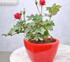 Seeds Blooming Red Rose Live Indoor Plant Gift'S for Valentine'S Day