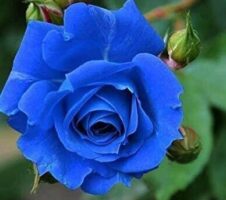 Seeds Blue Rose Plant