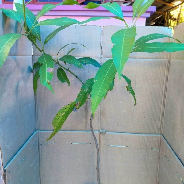 Seeds Bonsai Suitable Green Mango Tree Grafted All Season Delicious Mango Fruit Tree