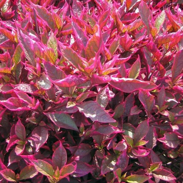 Seeds Brazilian Red Hots Alternanthera Plant