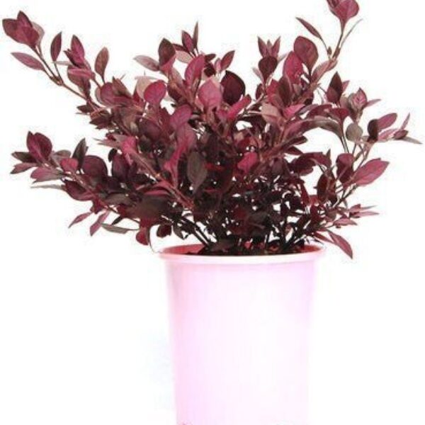 Seeds Brazilian Red Hots Alternanthera Plant