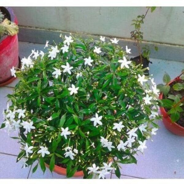Seeds Chandni Flower Plant