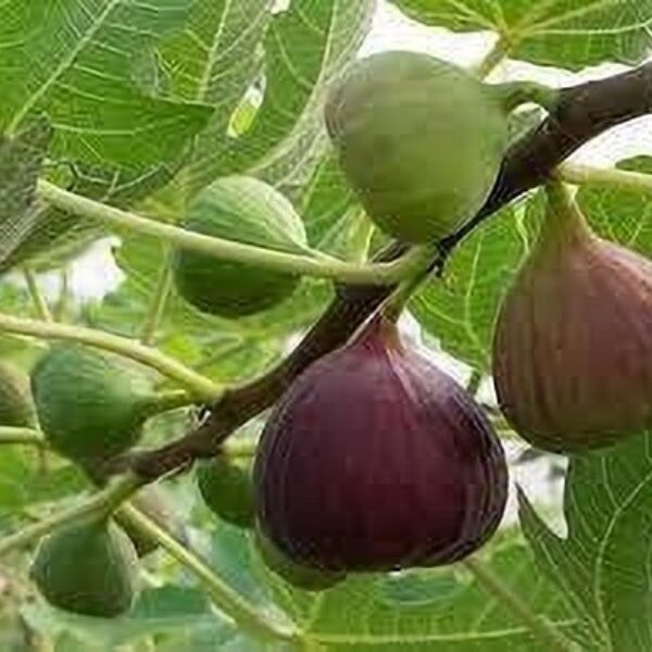 Seeds Cluster Fig Plant