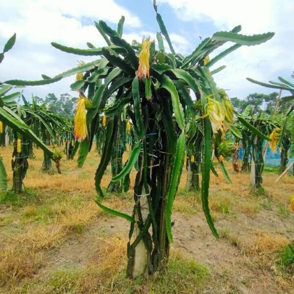 Seeds Dragon Fruit Plant (Hybrid Pack of 3)