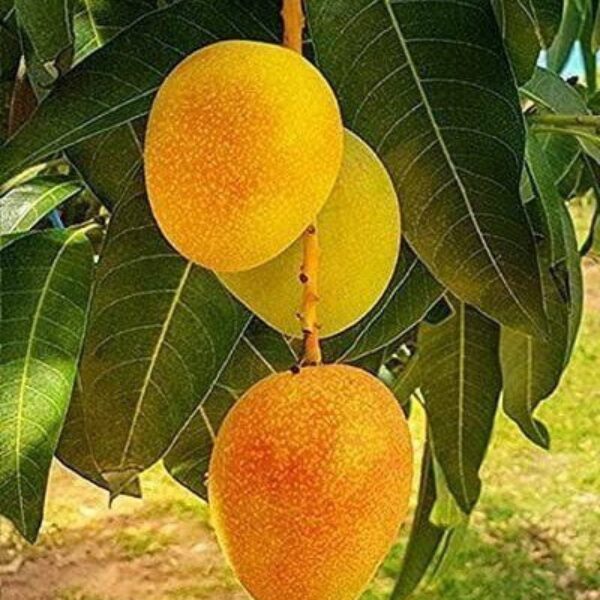 Seeds G.I Tagged Himsagar Mango Plant