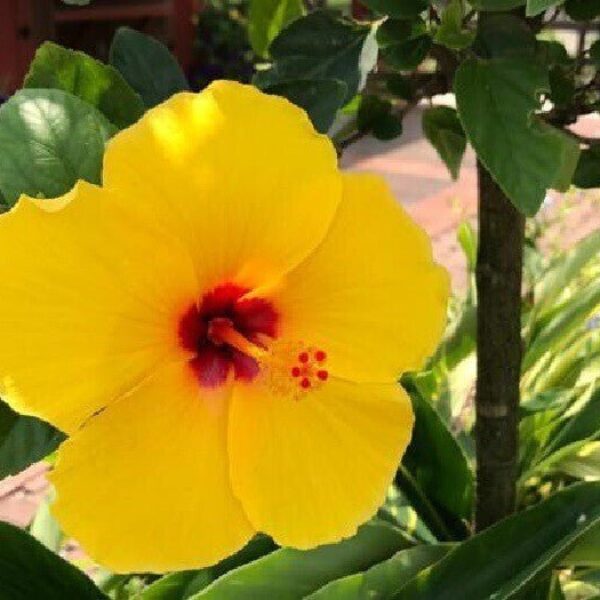 Seeds Hibiscus/ Joba Yellow In Colour Live Plant