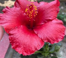 Seeds Hibiscus Red Live Flower Plant