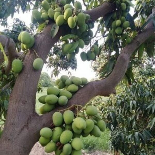 Seeds Himsagar Mango Plant