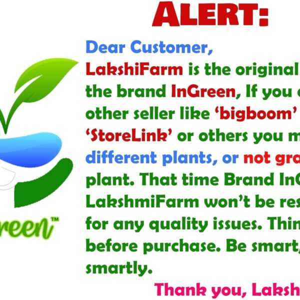 Seeds Hybrid Banana Live Plant for Higher Production