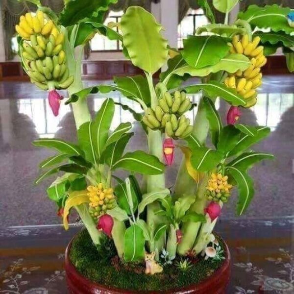 Seeds Hybrid Banana Live Plant for Higher Production