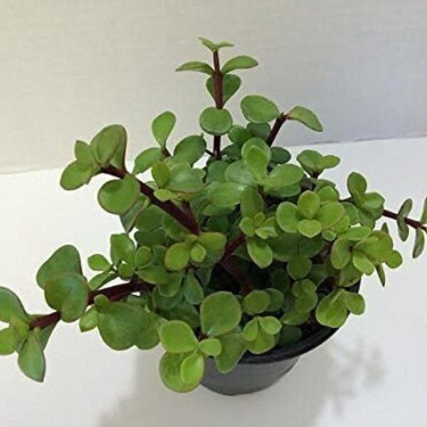 Seeds Jade Plant