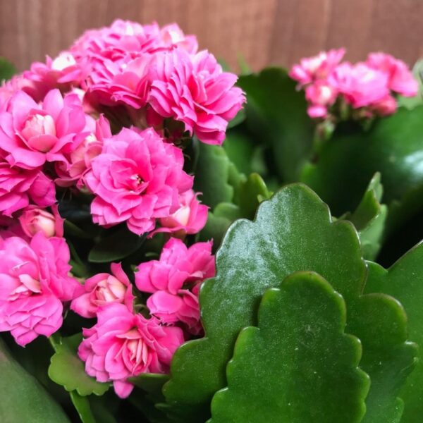 Seeds Kalanchoe Fl)Ower Plants (Pink)