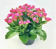 Seeds Kalanchoe Plant