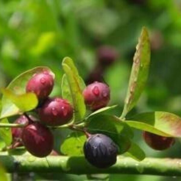 Seeds Karonda Plant/Karmocha Live Plant