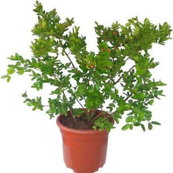 Seeds Karunda Plant/Karmocha Plant