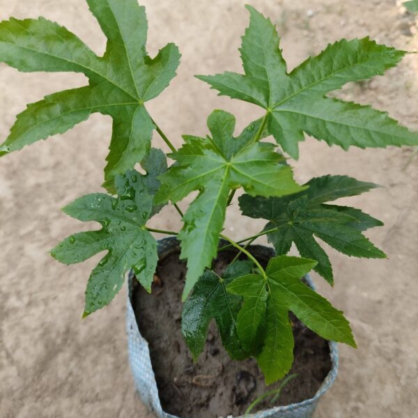 Seeds Lanthan Hibiscus