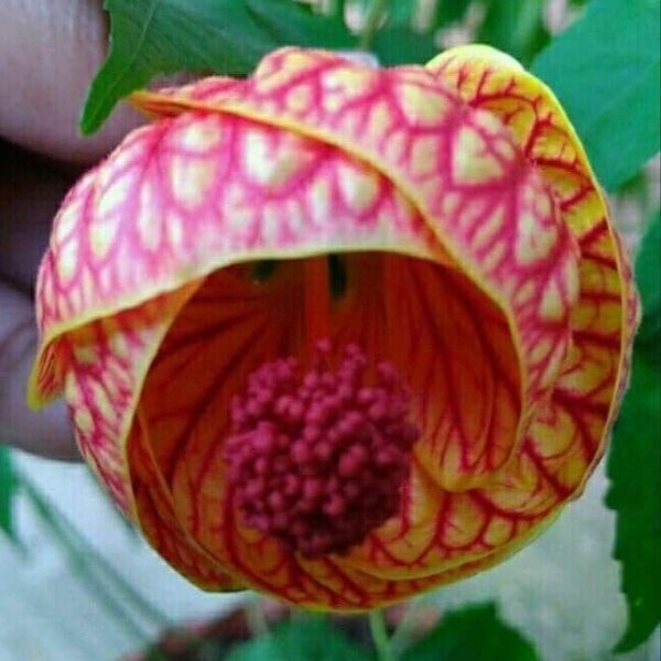 Seeds Lanthan Hibiscus