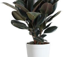 Seeds Live Rubber Plant