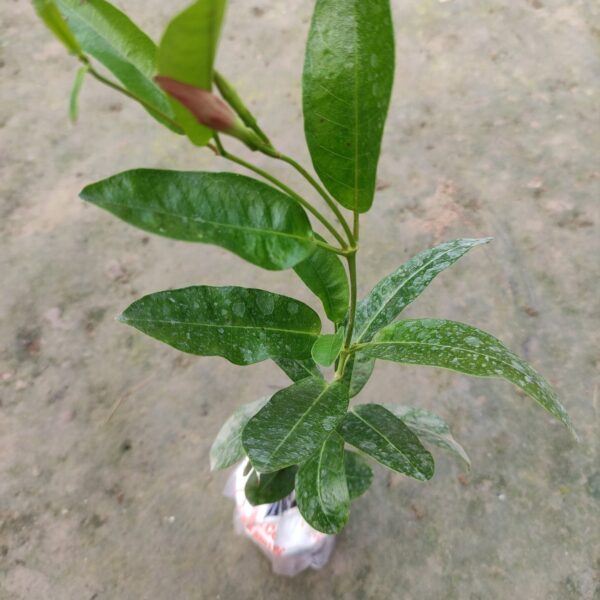 Seeds Mandevilla Red Flowers Plant.