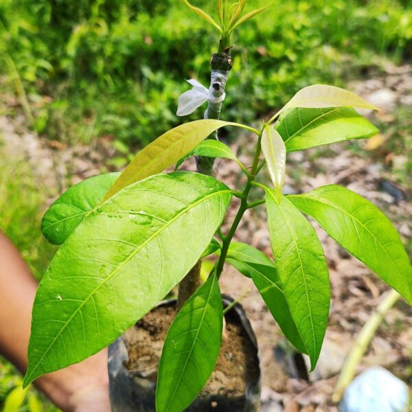 Seeds Mango Japanese Variety