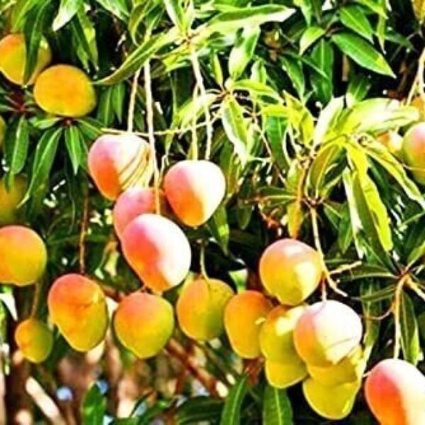 Seeds Mango Plant