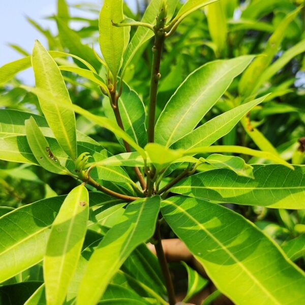 Seeds Mango Plant