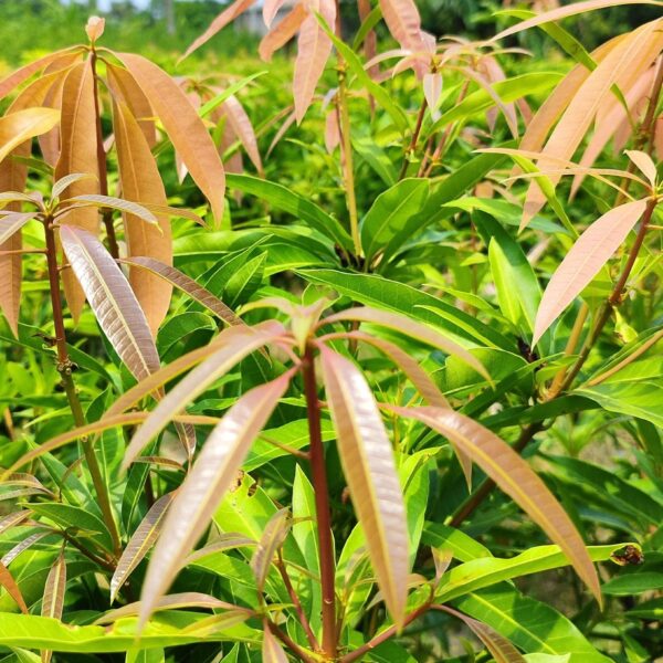 Seeds Mango Plant