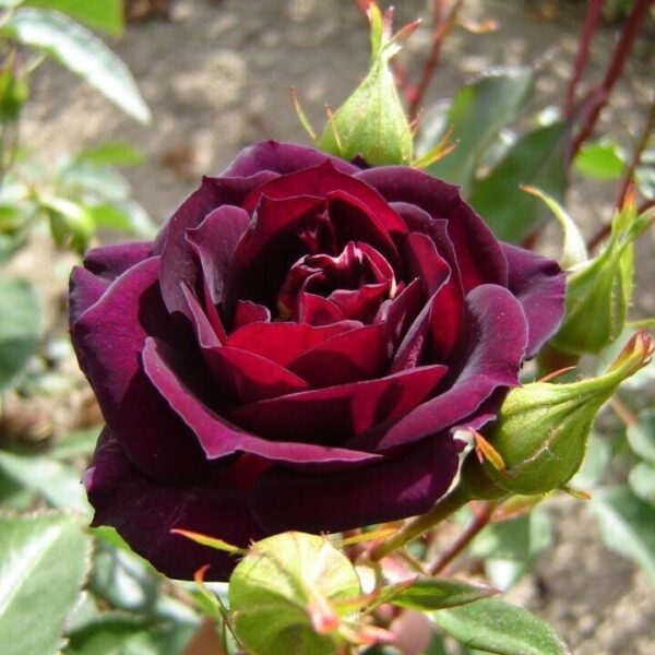 Seeds Mid Night Bule Plant