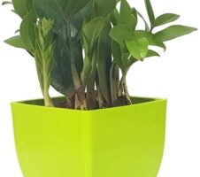 Seeds Natural Plant Decorative Air Purifying Indoor Zz Or Zamiifolia Plant (Zamioculcas Zamiifolia Plant)