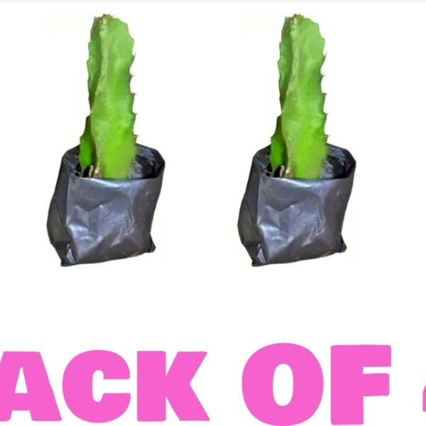 Seeds Pink Dragon Fruit Live Plant Pack-4