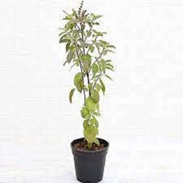 Seeds Plant Kapoor Tulsi Plant Blue Basil Ocimum Kilimandscharicum (Green) - Plant Holy Basil Kapoor Tulsi Plants