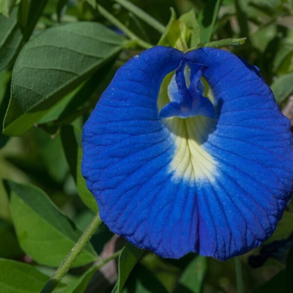 Seeds Plant-Shangu Pushpam