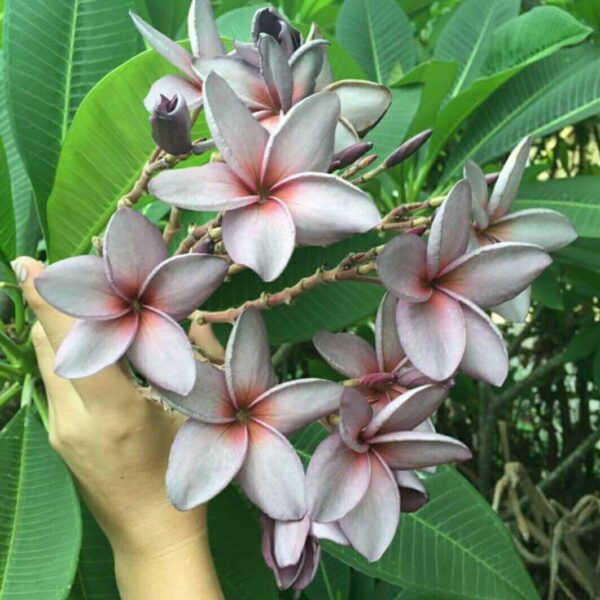 Seeds Pulmeria Flower