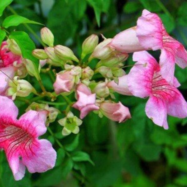 Seeds Purple Tecoma Plant