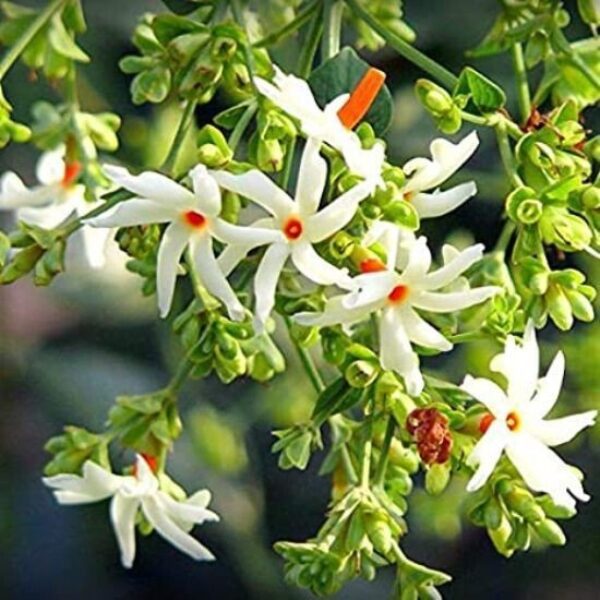 Seeds Raat Ki Rani / Night-Blooming / Jasmine Beautiful Flower Live Plant