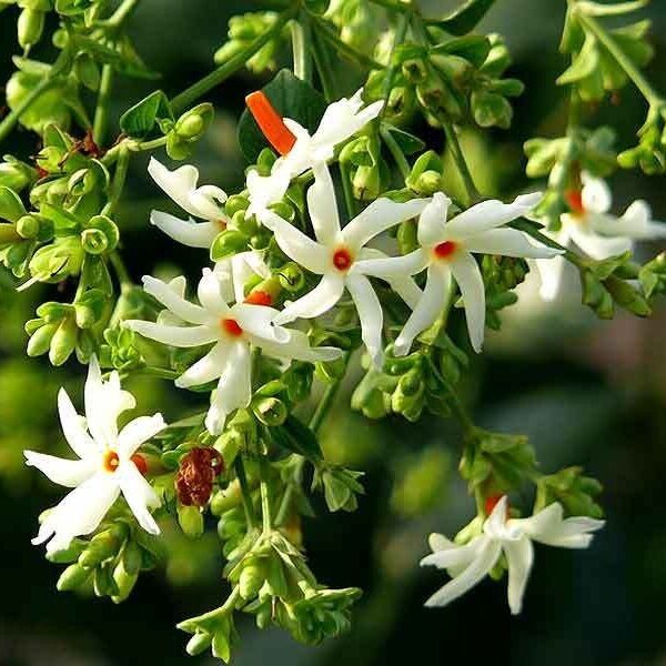 Seeds Raat Ki Rani / Night-Blooming / Jasmine Beautiful Flower Live Plant