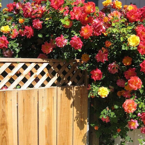 Seeds Rare Joseph'S Coat Climbing Rose Plant Perinnial Multicolor Rose 1 Healthy Live Plant